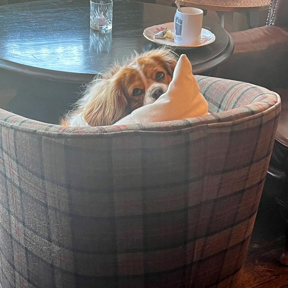 Dog-Photo-1.jpg