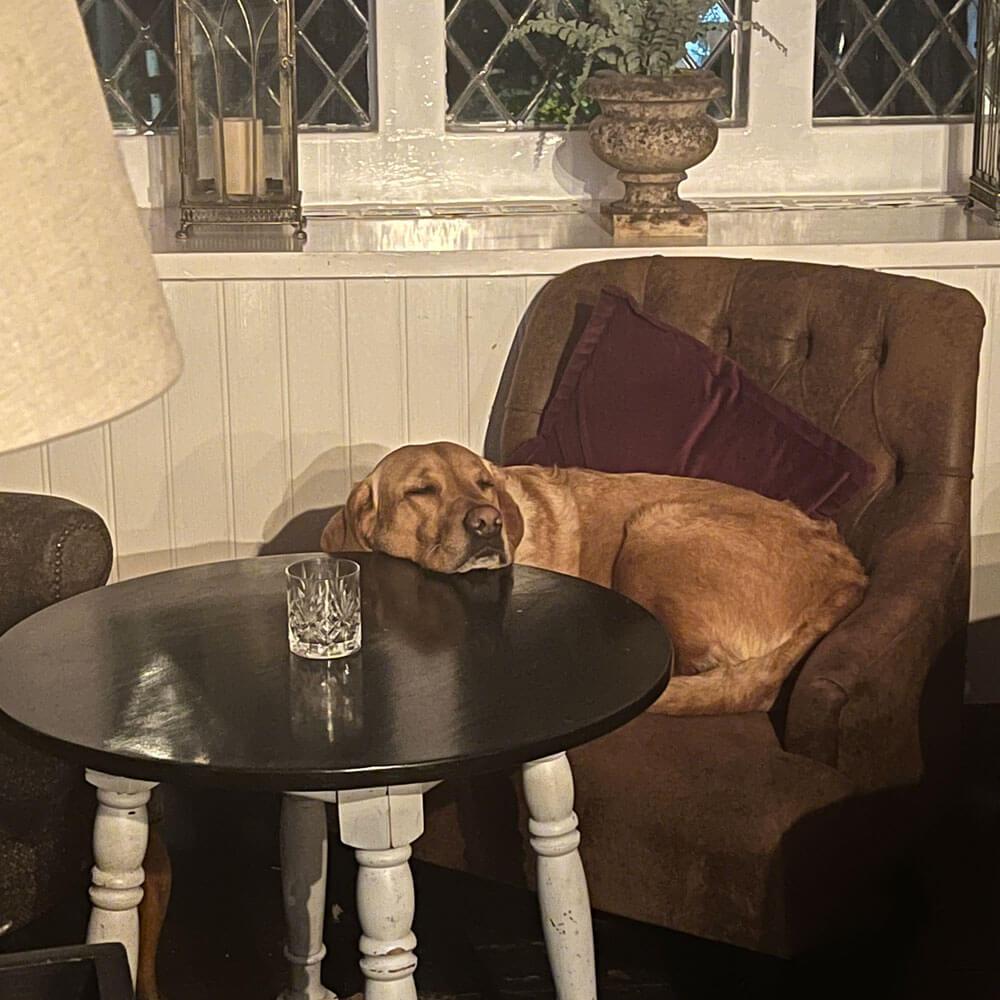 Dog-Photo-6.jpg